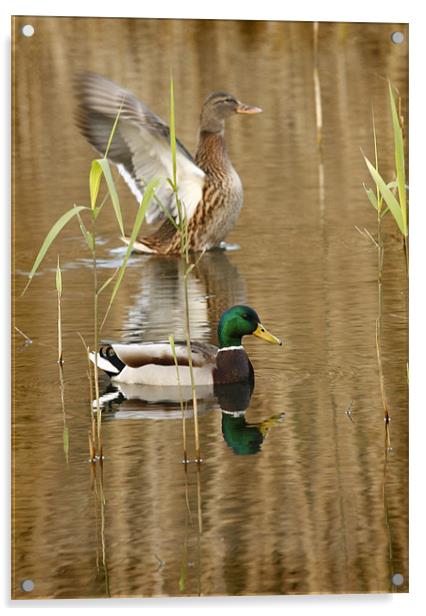 REFLECTIONS IN THE POND Acrylic by Anthony R Dudley (LRPS)