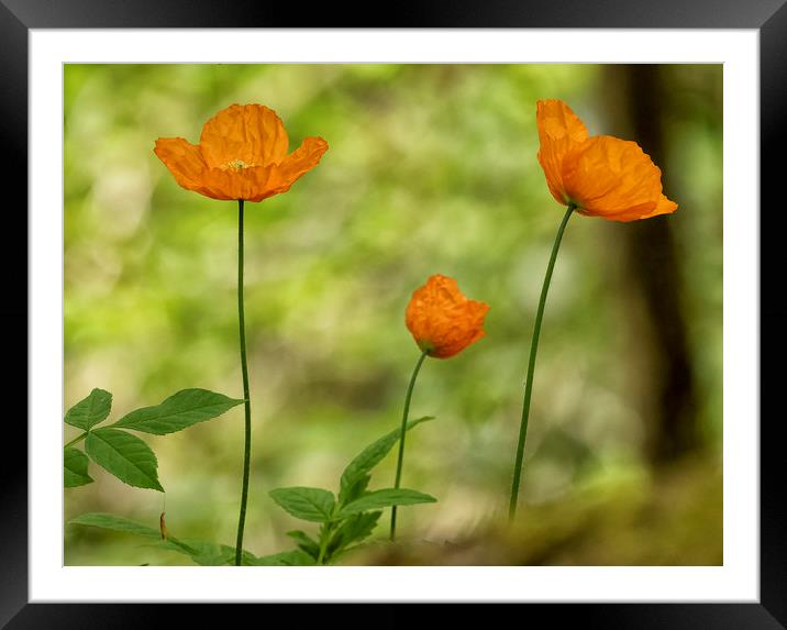 Orange Wild  Poppies Framed Mounted Print by Jonathan Thirkell