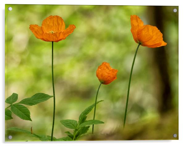 Orange Wild  Poppies Acrylic by Jonathan Thirkell