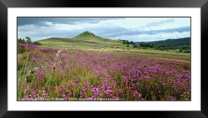 "Hazy Heather Days" Framed Mounted Print by ROS RIDLEY