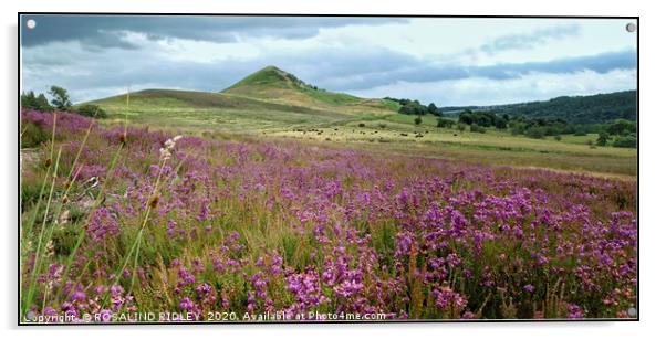 "Hazy Heather Days" Acrylic by ROS RIDLEY