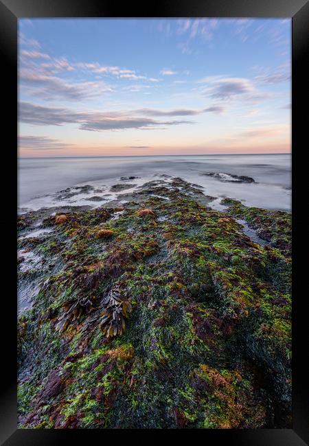 Seaweed and Sunset Framed Print by Images of Devon