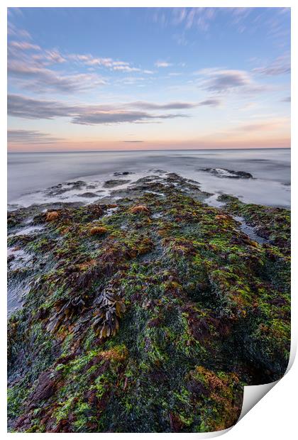Seaweed and Sunset Print by Images of Devon