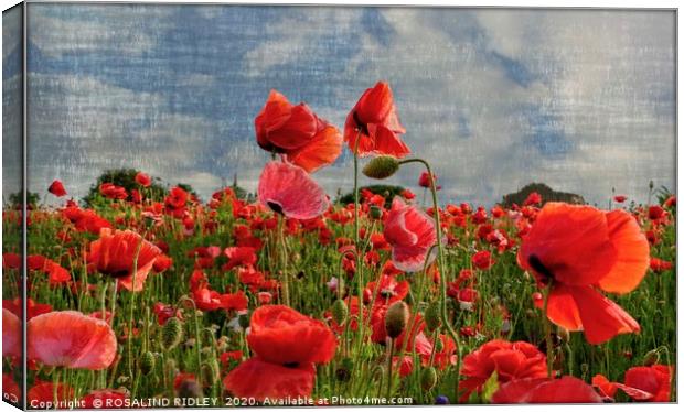 "Poppies in the wind " Canvas Print by ROS RIDLEY
