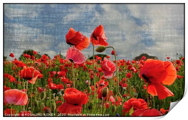 "Poppies in the wind " Print by ROS RIDLEY