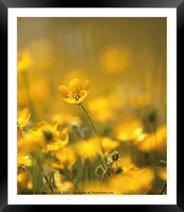 Buttercup close up Framed Mounted Print by Simon Johnson