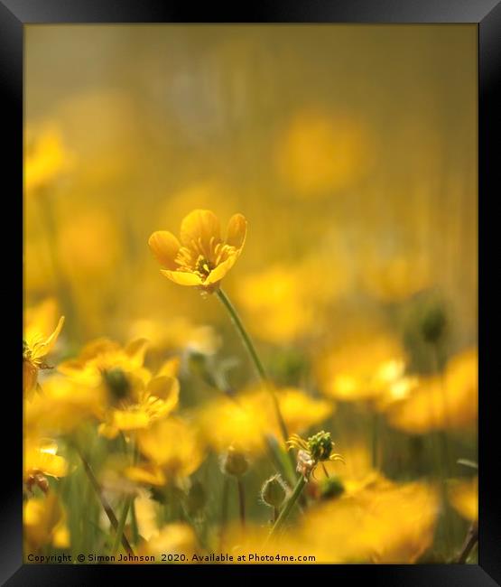 Buttercup close up Framed Print by Simon Johnson