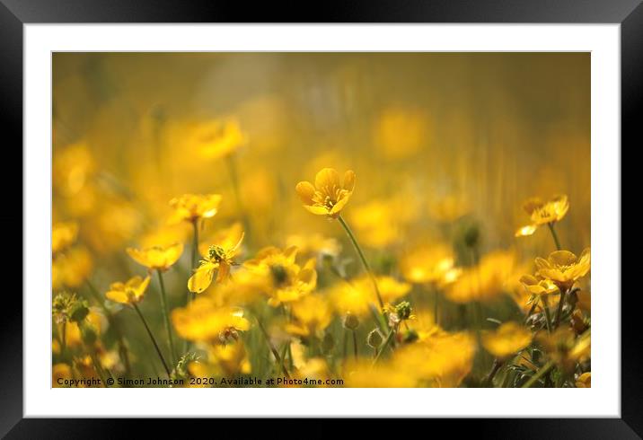 buttercup world Framed Mounted Print by Simon Johnson