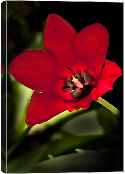 Crimson Red Tulip Canvas Print by Jacqi Elmslie