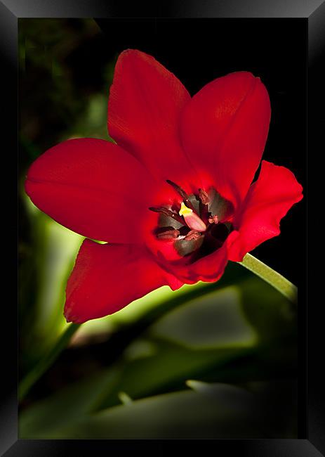 Crimson Red Tulip Framed Print by Jacqi Elmslie