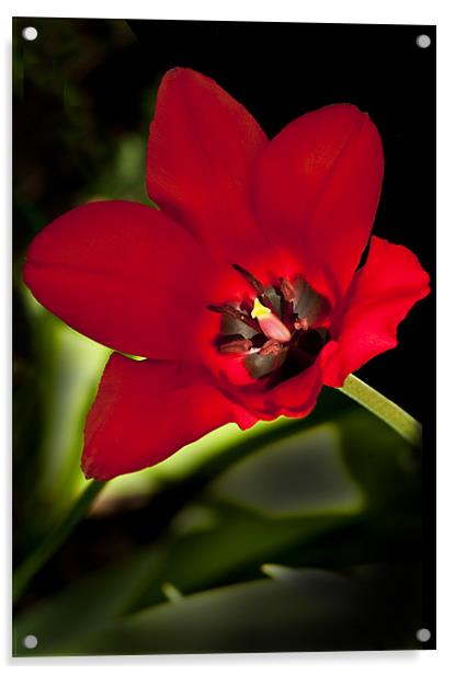 Crimson Red Tulip Acrylic by Jacqi Elmslie