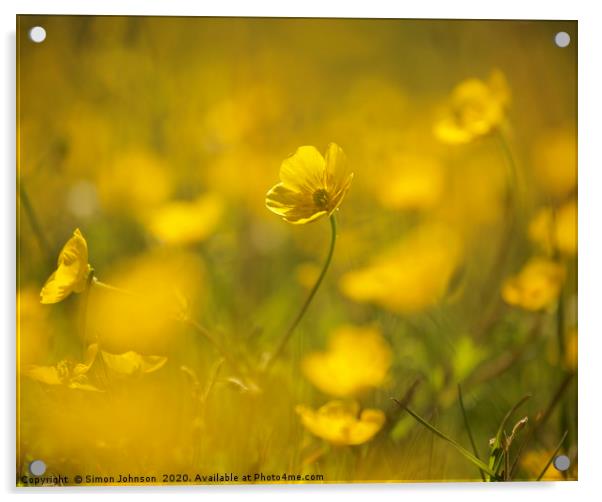 Sunlit  buttercup Acrylic by Simon Johnson