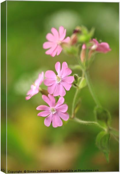 Red campion Flower  Canvas Print by Simon Johnson