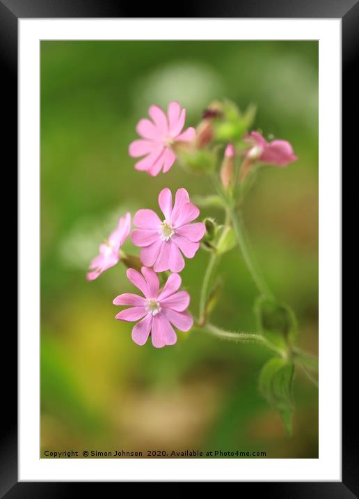 Red campion Flower  Framed Mounted Print by Simon Johnson