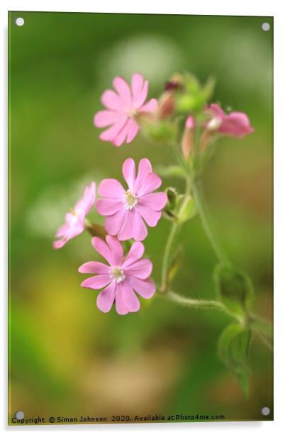 Red campion Flower  Acrylic by Simon Johnson