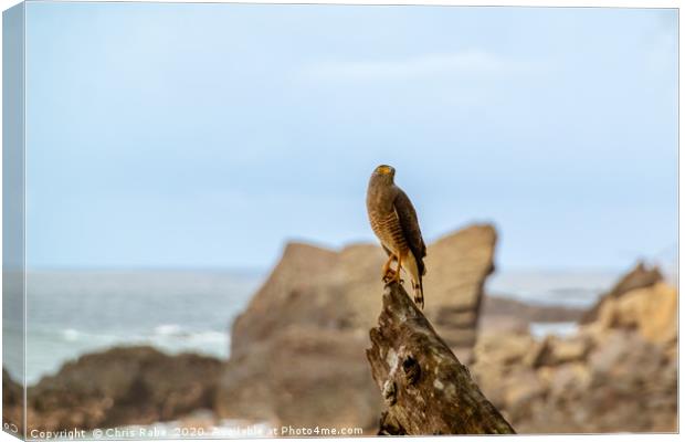 Roadside Hawk on tree stump at seaside Canvas Print by Chris Rabe