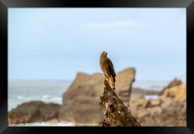 Roadside Hawk on tree stump at seaside Framed Print by Chris Rabe