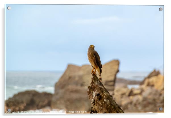 Roadside Hawk on tree stump at seaside Acrylic by Chris Rabe