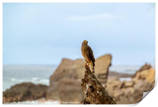 Roadside Hawk on tree stump at seaside Print by Chris Rabe