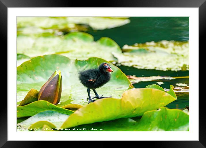Baby Moorhen on water lily Framed Mounted Print by Chris Rabe