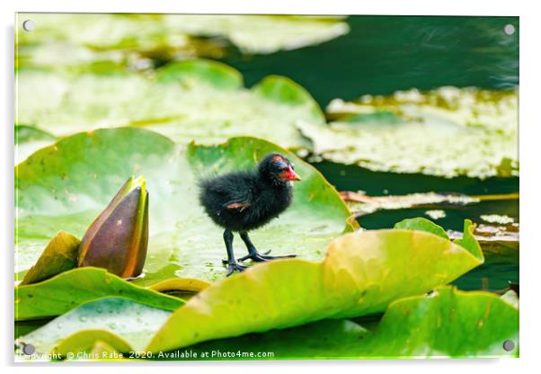 Baby Moorhen on water lily Acrylic by Chris Rabe