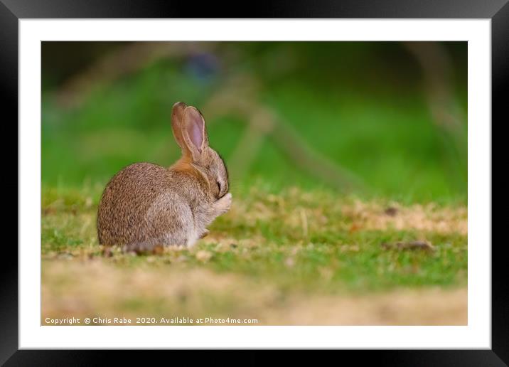 Baby Rabbit rubbing it's face Framed Mounted Print by Chris Rabe