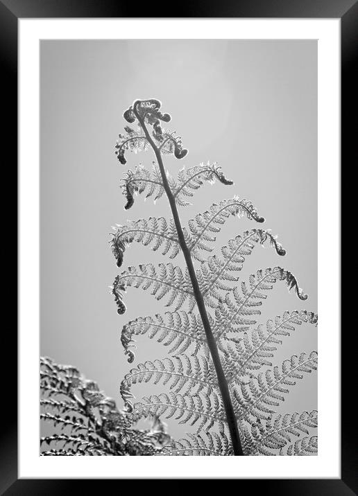 Tasmanian Tree Fern Leaf Framed Mounted Print by Rob Cole