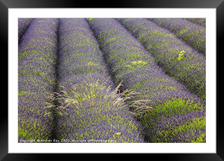 Lavender Rows Framed Mounted Print by Andrew Ray