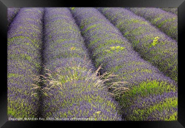 Lavender Rows Framed Print by Andrew Ray