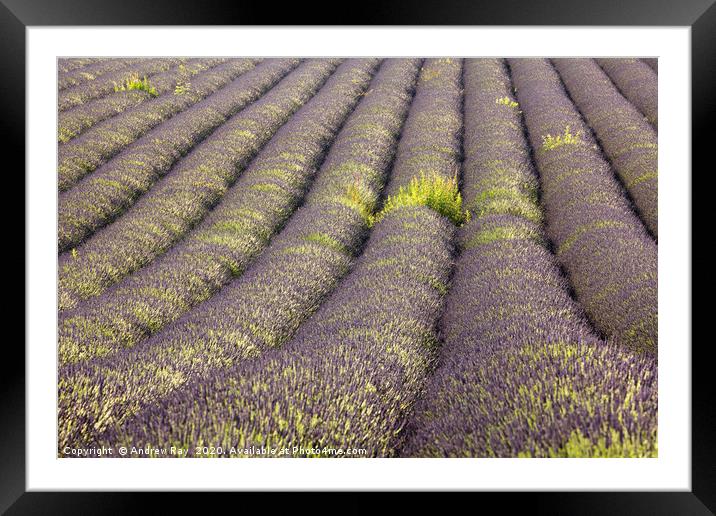 Rows of Lavender  Framed Mounted Print by Andrew Ray