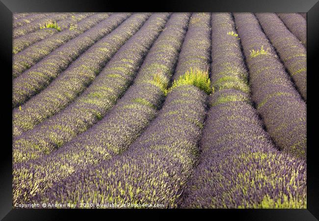 Rows of Lavender  Framed Print by Andrew Ray