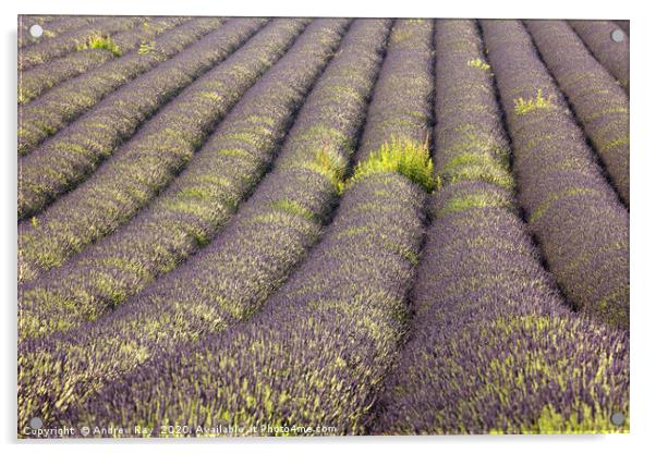 Rows of Lavender  Acrylic by Andrew Ray