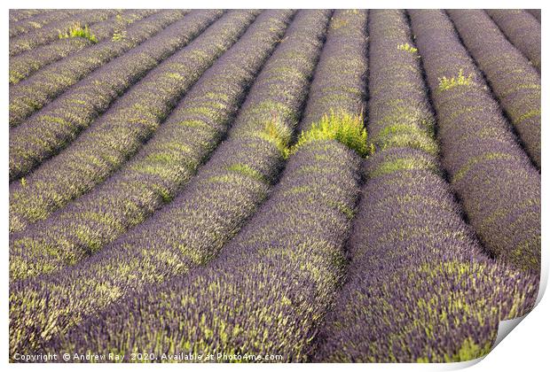 Rows of Lavender  Print by Andrew Ray