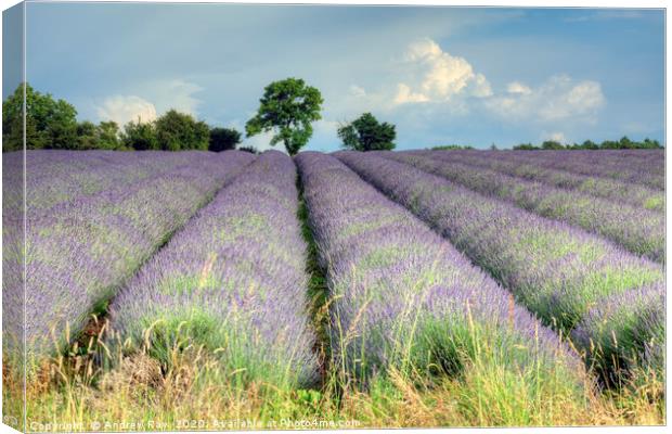 Cotswold Lavender Canvas Print by Andrew Ray