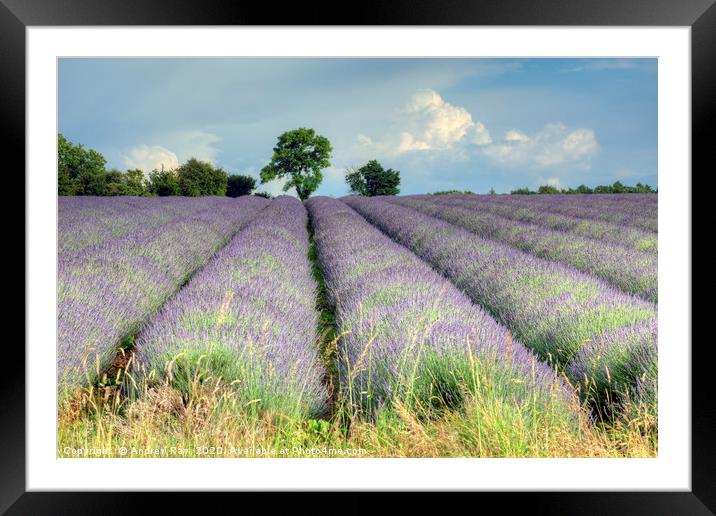 Cotswold Lavender Framed Mounted Print by Andrew Ray