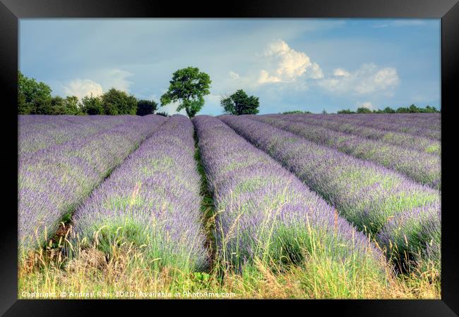 Cotswold Lavender Framed Print by Andrew Ray