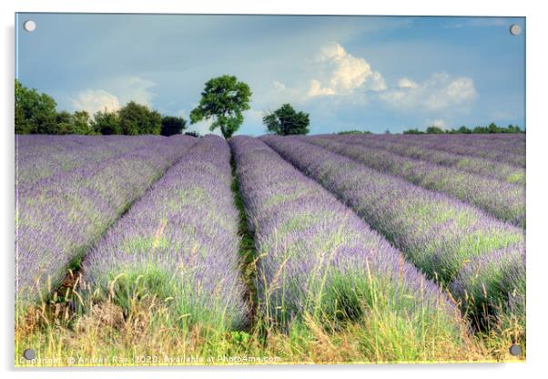 Cotswold Lavender Acrylic by Andrew Ray