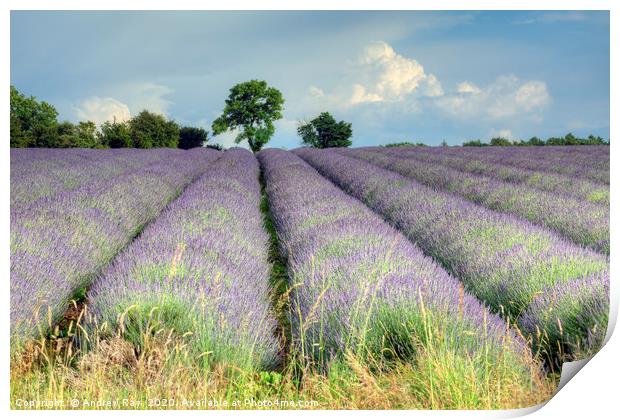 Cotswold Lavender Print by Andrew Ray