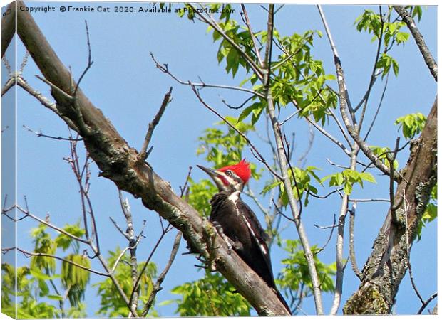 Male Pileated Woodpecker Canvas Print by Frankie Cat