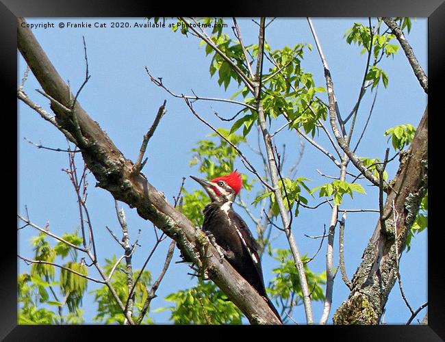 Male Pileated Woodpecker Framed Print by Frankie Cat
