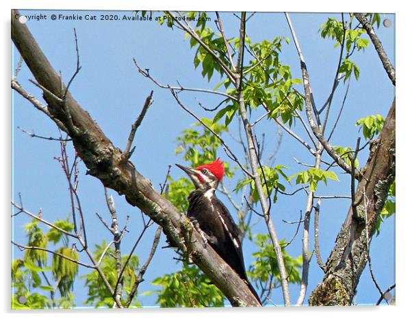 Male Pileated Woodpecker Acrylic by Frankie Cat