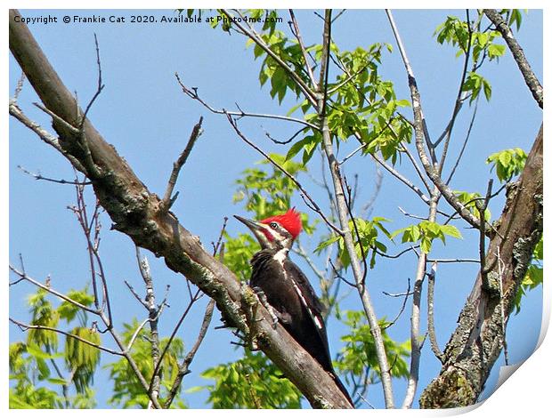 Male Pileated Woodpecker Print by Frankie Cat