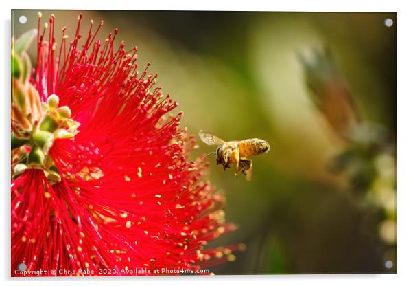 african honeybee about to land on bottlebrush Acrylic by Chris Rabe
