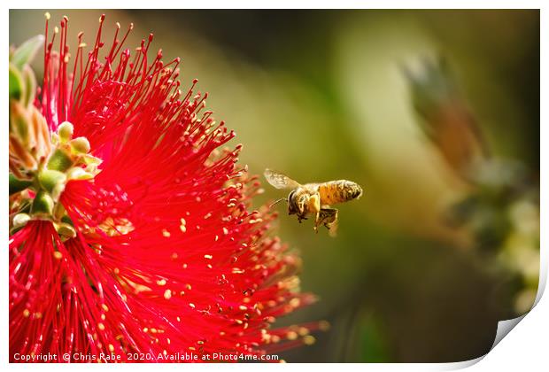 african honeybee about to land on bottlebrush Print by Chris Rabe