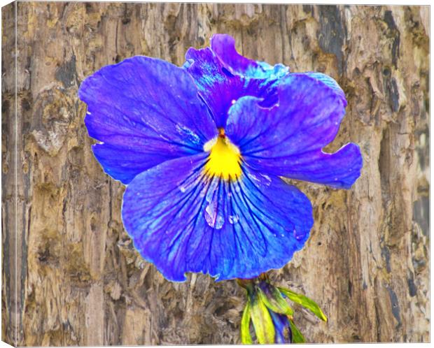 The painterly pansy Canvas Print by David McCulloch