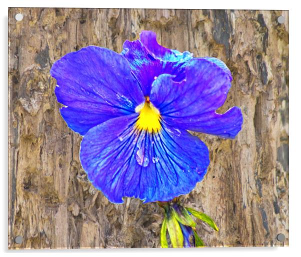 The painterly pansy Acrylic by David McCulloch