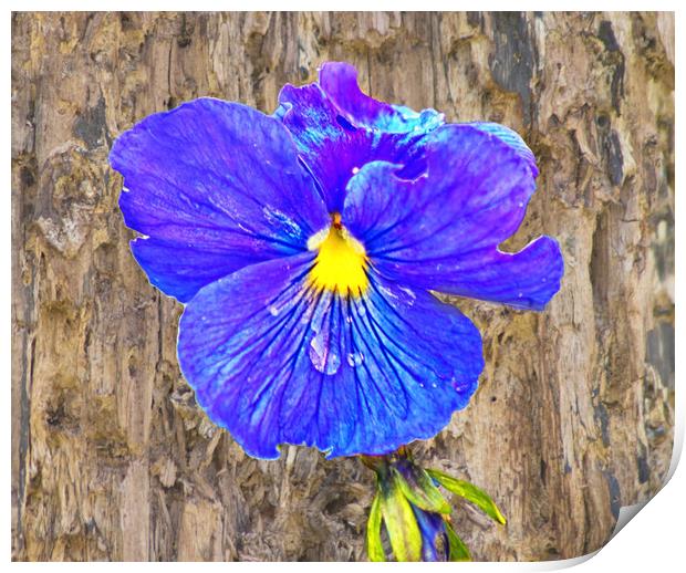 The painterly pansy Print by David McCulloch