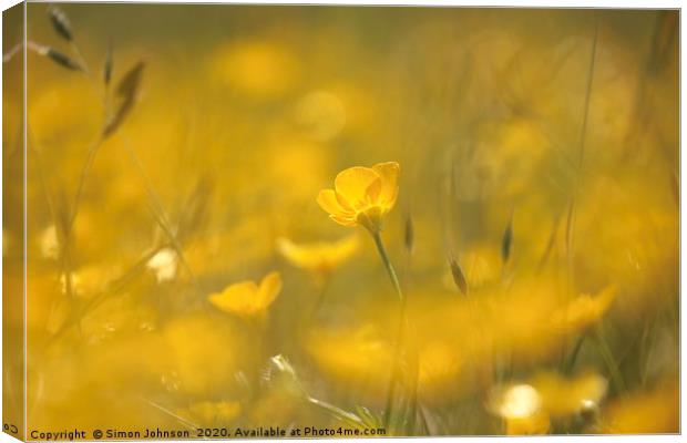 Ground level image of sunlit  buttercup Canvas Print by Simon Johnson