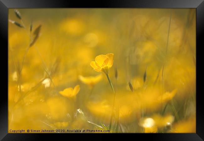 Ground level image of sunlit  buttercup Framed Print by Simon Johnson