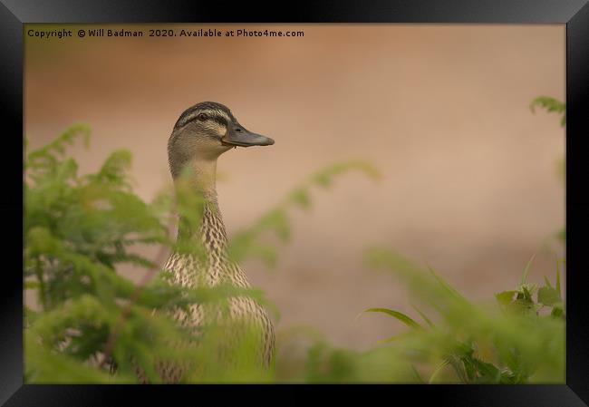 Peek-a-boo Mallard Duck Framed Print by Will Badman